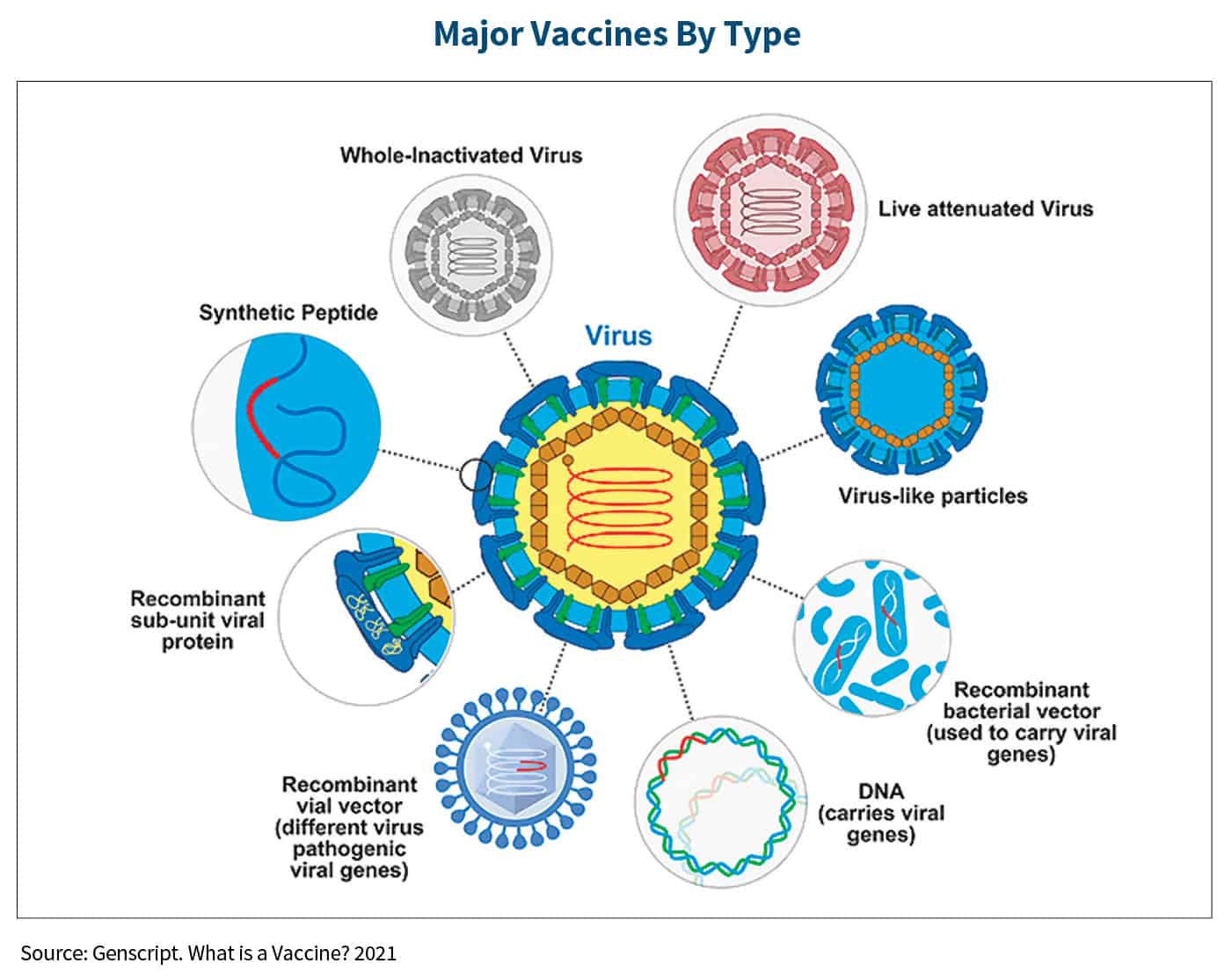 Major Vaccines By Type